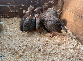 Guinea fowl keets