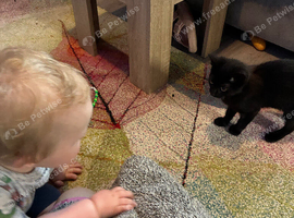 Black kitten 15 weeks old