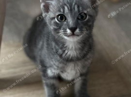 Savannah cross kittens for sale