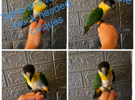 Parrots