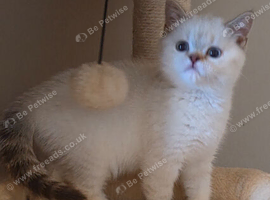 British Shorthair kittens