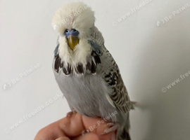 Budgies