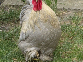 Lavender pekin cockerel