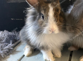 Adorable Baby Bunnies Looking for Their Forever Homes