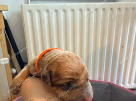 Belgian mali cross