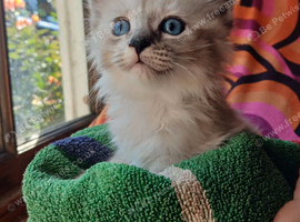 Soppy natured Mainecoon/Ragdoll/Burmese cross kittens, from &pound;300