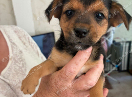 5 Jack Russell cross Yorkshire terrier puppies