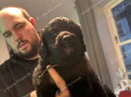Male puppy