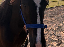 Welsh D X shire / cob mix