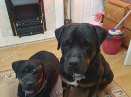 Looking for a pure German blood line rottweiler