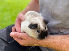 Two female Guinea Pigs looking for a new home
