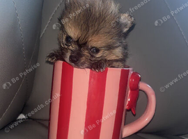 Pomeranian puppies