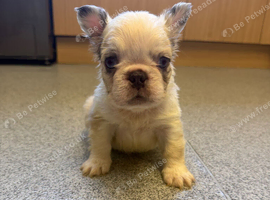 FLUFFY FRENCH BULLDOG