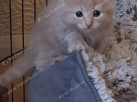 Beautiful kittens