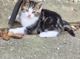 cute fluffy kittens