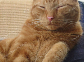 Loving home wanted for Ali - gorgeous ginger shorthair