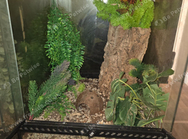Crested Gecko with Vivarium Setup