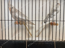 Pair of Cockatiels to breed Cin-Pl-Albino