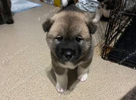 American Akita