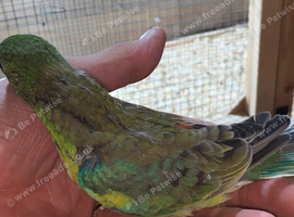 Baby redrumps parakeet s