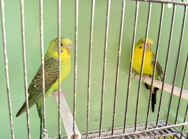 Black wing budgies pair