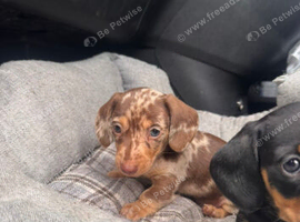 Mini dachshund