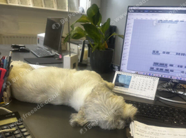 Nelly looking for new home due to no fault of her own