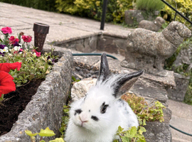 Beautiful rabbits ready now .