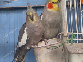 Proven breeding pair of cocktails