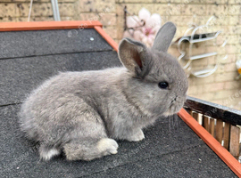 4 Continental giant x babies - waitlist open
