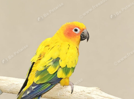 Baby Sun Conure