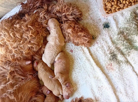 F1b cavapoo