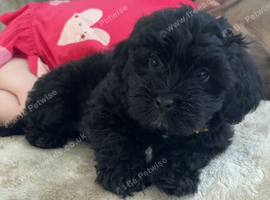 Lhasapoo puppies ready now