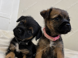 2 girls left KC registered border terrier puppies