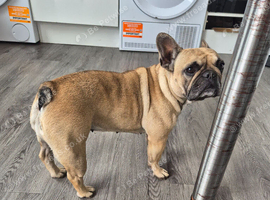 Bonnie needs her forever home