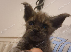 Maine coon polydactyl