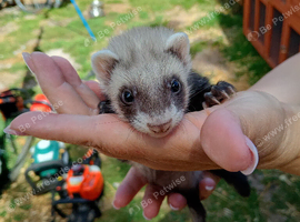 Baby ferrets