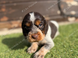 Cocker spaniel puppies
