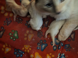Beautiful Ragdoll kittens need there five star indoor homes