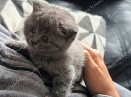 Top quality Blue British shorthairs for Sale