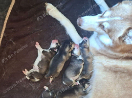 Gorgeous Pomsky puppies