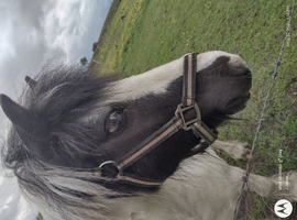 Equestrian jobs wanted