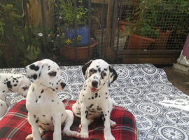 New litter of Dalmatian pups
