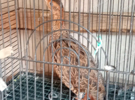 Female black francolin