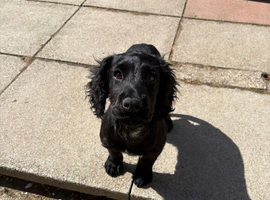 Cocker Spaniel Brothers