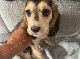Cocker spaniel puppies