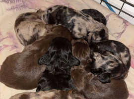 Cocker spaniel puppies
