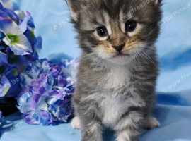 Stunning mainecoon babys