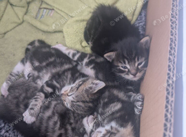4 cute kittens for sale
