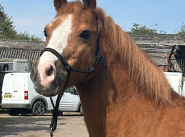 Sec A gelding